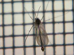Fungus Gnat